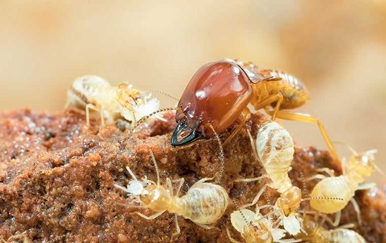big termite around smaller termites