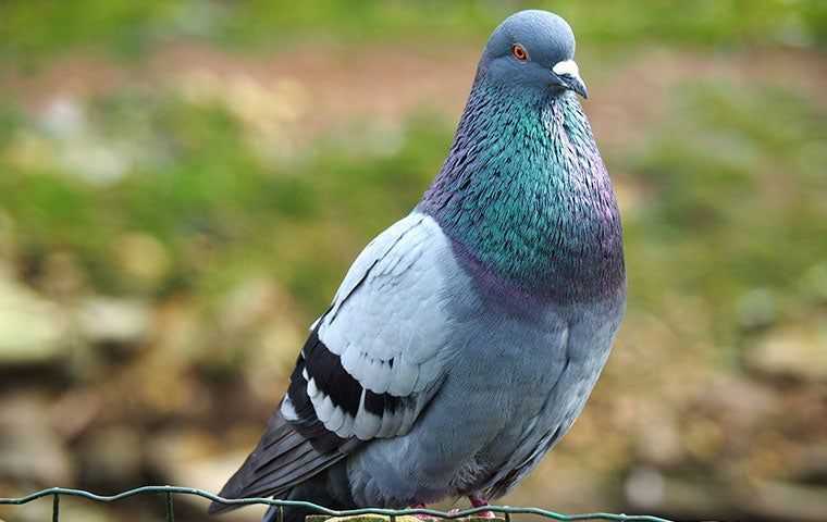up close image of a pigeon